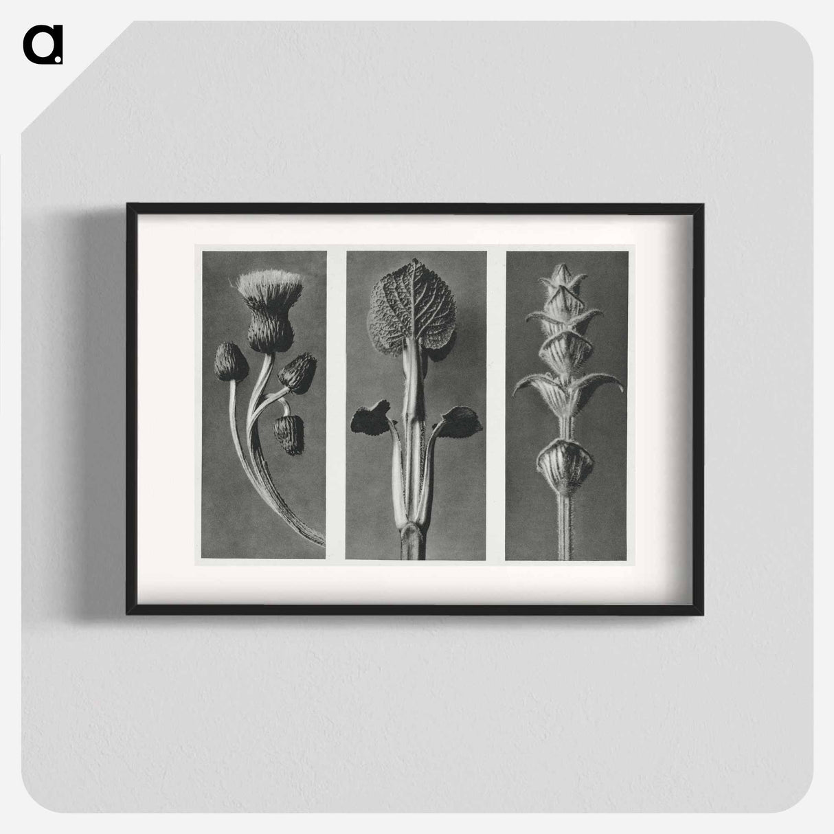 アートポスター-Cirsium canum (Queen Anne Thistle) enlarged 4 times, Phlomis umbrosa enlarged 4 times, and Salvia enlarged 6 times from Urformen der Kunst by . Original from The Rijksmuseum. Digitally enhanced - カール ブロスフェルト Poster.