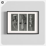アートポスター-Cirsium canum (Queen Anne Thistle) enlarged 4 times, Phlomis umbrosa enlarged 4 times, and Salvia enlarged 6 times from Urformen der Kunst by . Original from The Rijksmuseum. Digitally enhanced - カール ブロスフェルト Poster.