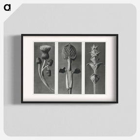 アートポスター-Cirsium canum (Queen Anne Thistle) enlarged 4 times, Phlomis umbrosa enlarged 4 times, and Salvia enlarged 6 times from Urformen der Kunst by . Original from The Rijksmuseum. Digitally enhanced - カール ブロスフェルト Poster.