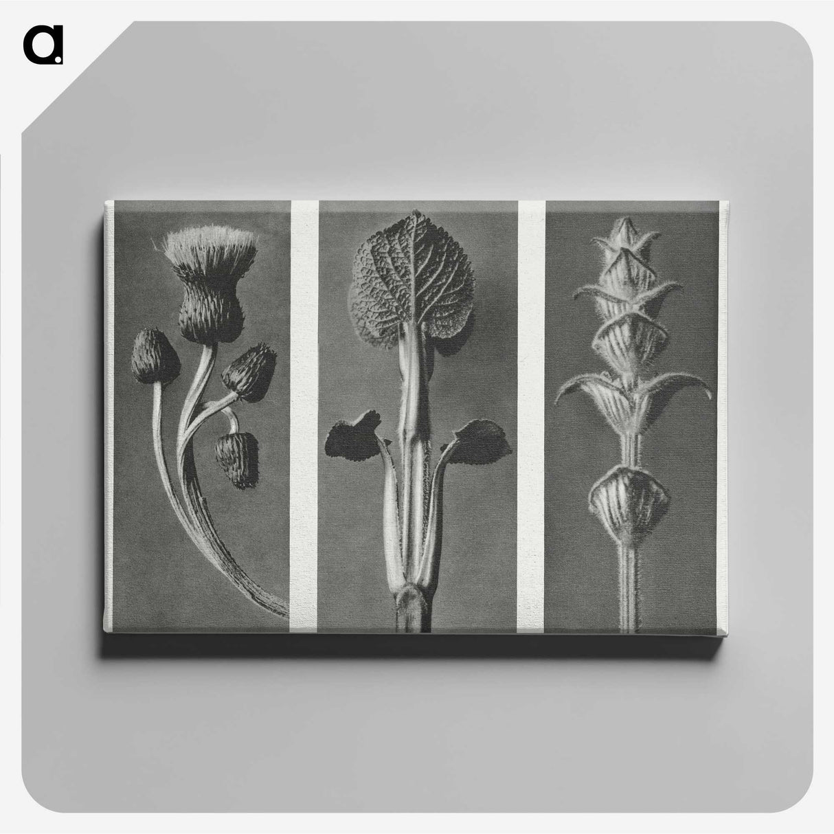 1-33_Karl-Blossfeldt_canvas