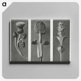 1-33_Karl-Blossfeldt_canvas