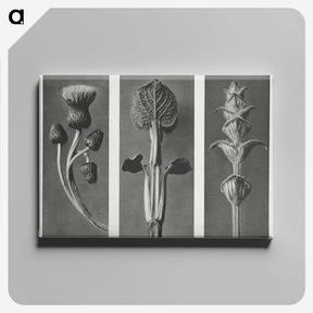 1-33_Karl-Blossfeldt_canvas