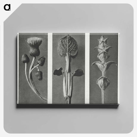 1-33_Karl-Blossfeldt_canvas