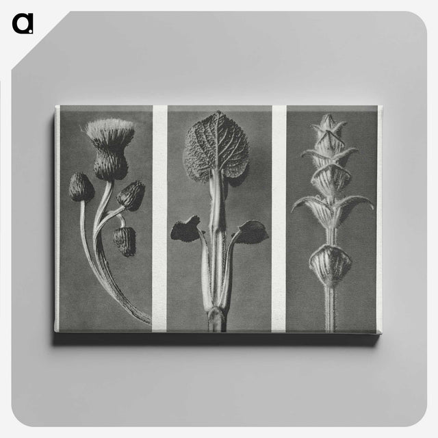 1-33_Karl-Blossfeldt_canvas