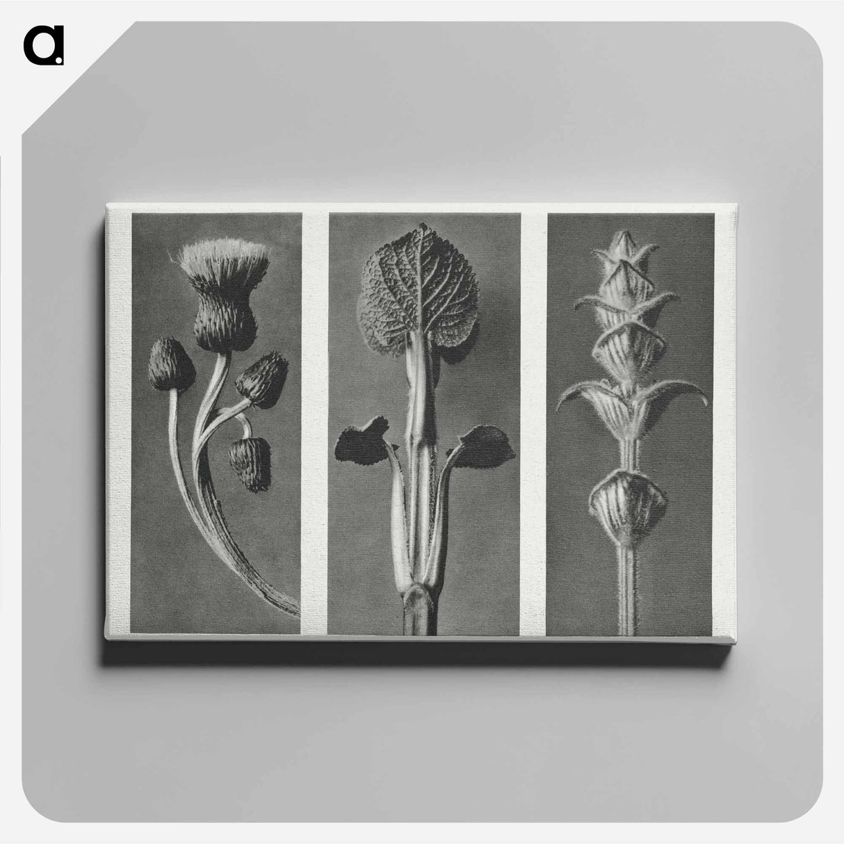 Cirsium canum (Queen Anne Thistle) enlarged 4 times, Phlomis umbrosa enlarged 4 times, and Salvia enlarged 6 times from Urformen der Kunst by . Original from The Rijksmuseum. Digitally enhanced - Karl Blossfeldt Canvas.