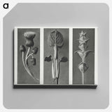 Cirsium canum (Queen Anne Thistle) enlarged 4 times, Phlomis umbrosa enlarged 4 times, and Salvia enlarged 6 times from Urformen der Kunst by . Original from The Rijksmuseum. Digitally enhanced - Karl Blossfeldt Canvas.