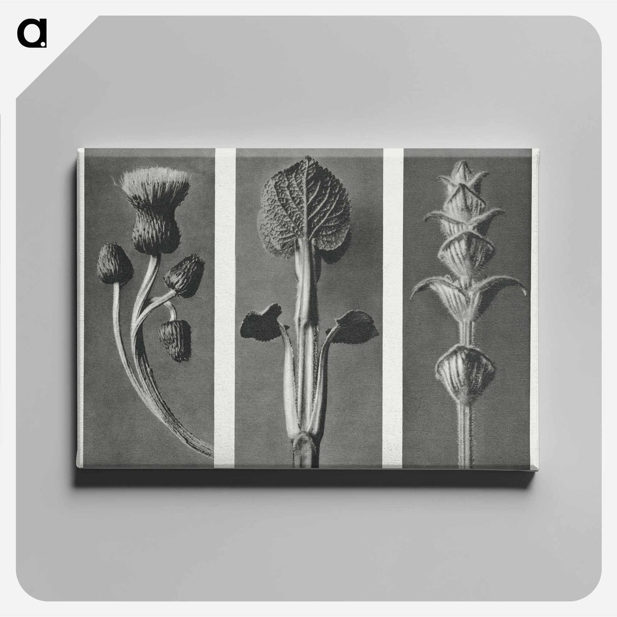 アートパネル-Cirsium canum (Queen Anne Thistle) enlarged 4 times, Phlomis umbrosa enlarged 4 times, and Salvia enlarged 6 times from Urformen der Kunst by . Original from The Rijksmuseum. Digitally enhanced - カール ブロスフェルト Canvas.