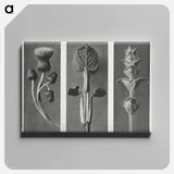 アートパネル-Cirsium canum (Queen Anne Thistle) enlarged 4 times, Phlomis umbrosa enlarged 4 times, and Salvia enlarged 6 times from Urformen der Kunst by . Original from The Rijksmuseum. Digitally enhanced - カール ブロスフェルト Canvas.