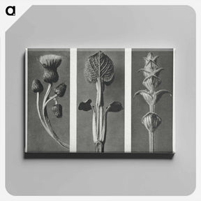 アートパネル-Cirsium canum (Queen Anne Thistle) enlarged 4 times, Phlomis umbrosa enlarged 4 times, and Salvia enlarged 6 times from Urformen der Kunst by . Original from The Rijksmuseum. Digitally enhanced - カール ブロスフェルト Canvas.