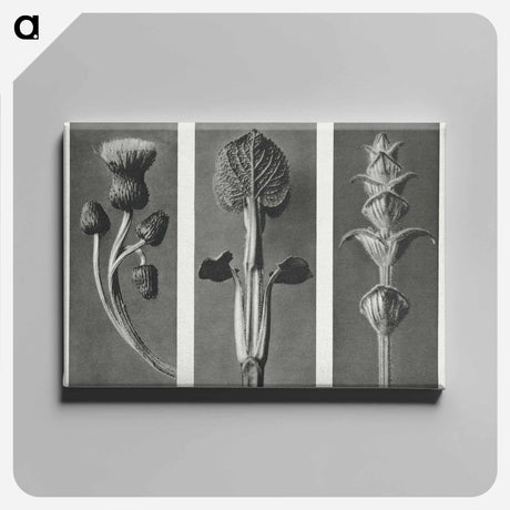 アートパネル-Cirsium canum (Queen Anne Thistle) enlarged 4 times, Phlomis umbrosa enlarged 4 times, and Salvia enlarged 6 times from Urformen der Kunst by . Original from The Rijksmuseum. Digitally enhanced - カール ブロスフェルト Canvas.