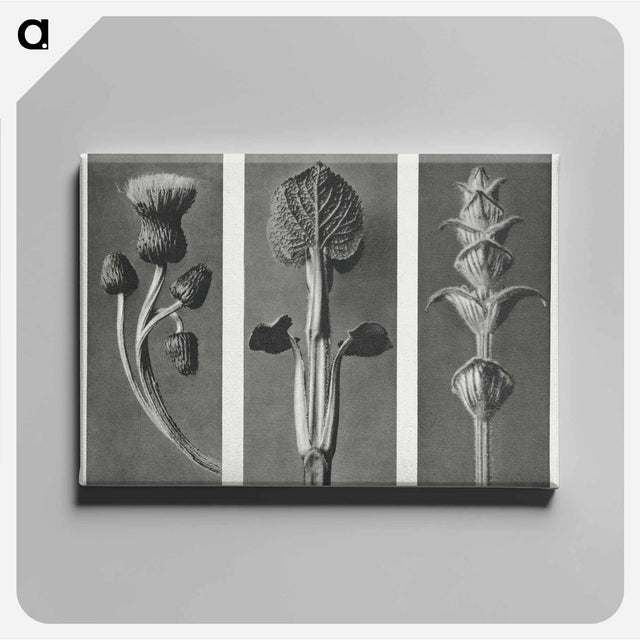 アートパネル-Cirsium canum (Queen Anne Thistle) enlarged 4 times, Phlomis umbrosa enlarged 4 times, and Salvia enlarged 6 times from Urformen der Kunst by . Original from The Rijksmuseum. Digitally enhanced - カール ブロスフェルト Canvas.