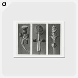 アートポストカード-Cirsium canum (Queen Anne Thistle) enlarged 4 times, Phlomis umbrosa enlarged 4 times, and Salvia enlarged 6 times from Urformen der Kunst by . Original from The Rijksmuseum. Digitally enhanced - カール ブロスフェルト Postcard.