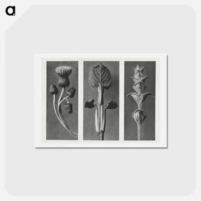 アートポストカード-Cirsium canum (Queen Anne Thistle) enlarged 4 times, Phlomis umbrosa enlarged 4 times, and Salvia enlarged 6 times from Urformen der Kunst by . Original from The Rijksmuseum. Digitally enhanced - カール ブロスフェルト Postcard.