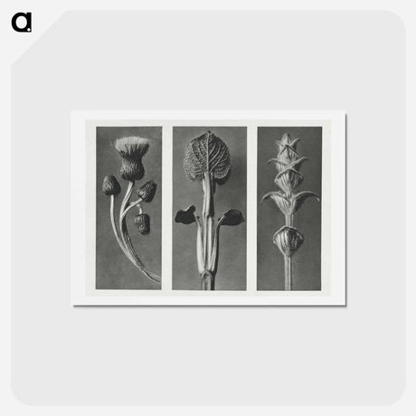 アートポストカード-Cirsium canum (Queen Anne Thistle) enlarged 4 times, Phlomis umbrosa enlarged 4 times, and Salvia enlarged 6 times from Urformen der Kunst by . Original from The Rijksmuseum. Digitally enhanced - カール ブロスフェルト Postcard.