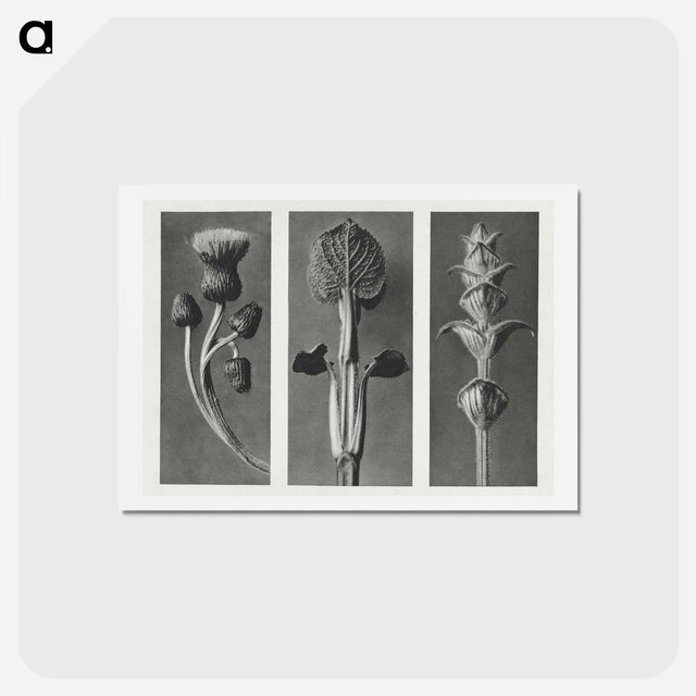 アートポストカード-Cirsium canum (Queen Anne Thistle) enlarged 4 times, Phlomis umbrosa enlarged 4 times, and Salvia enlarged 6 times from Urformen der Kunst by . Original from The Rijksmuseum. Digitally enhanced - カール ブロスフェルト Postcard.