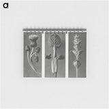1-33_Karl-Blossfeldt_memo