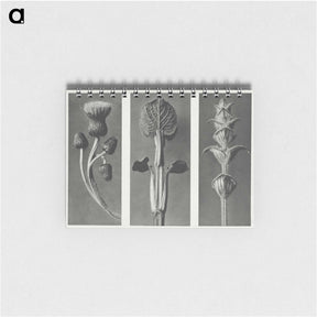 1-33_Karl-Blossfeldt_memo