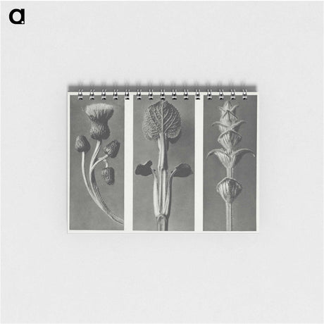 1-33_Karl-Blossfeldt_memo