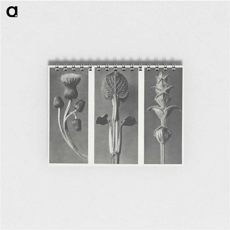 アートメモ帳-Cirsium canum (Queen Anne Thistle) enlarged 4 times, Phlomis umbrosa enlarged 4 times, and Salvia enlarged 6 times from Urformen der Kunst by . Original from The Rijksmuseum. Digitally enhanced - カール ブロスフェルト Memo.