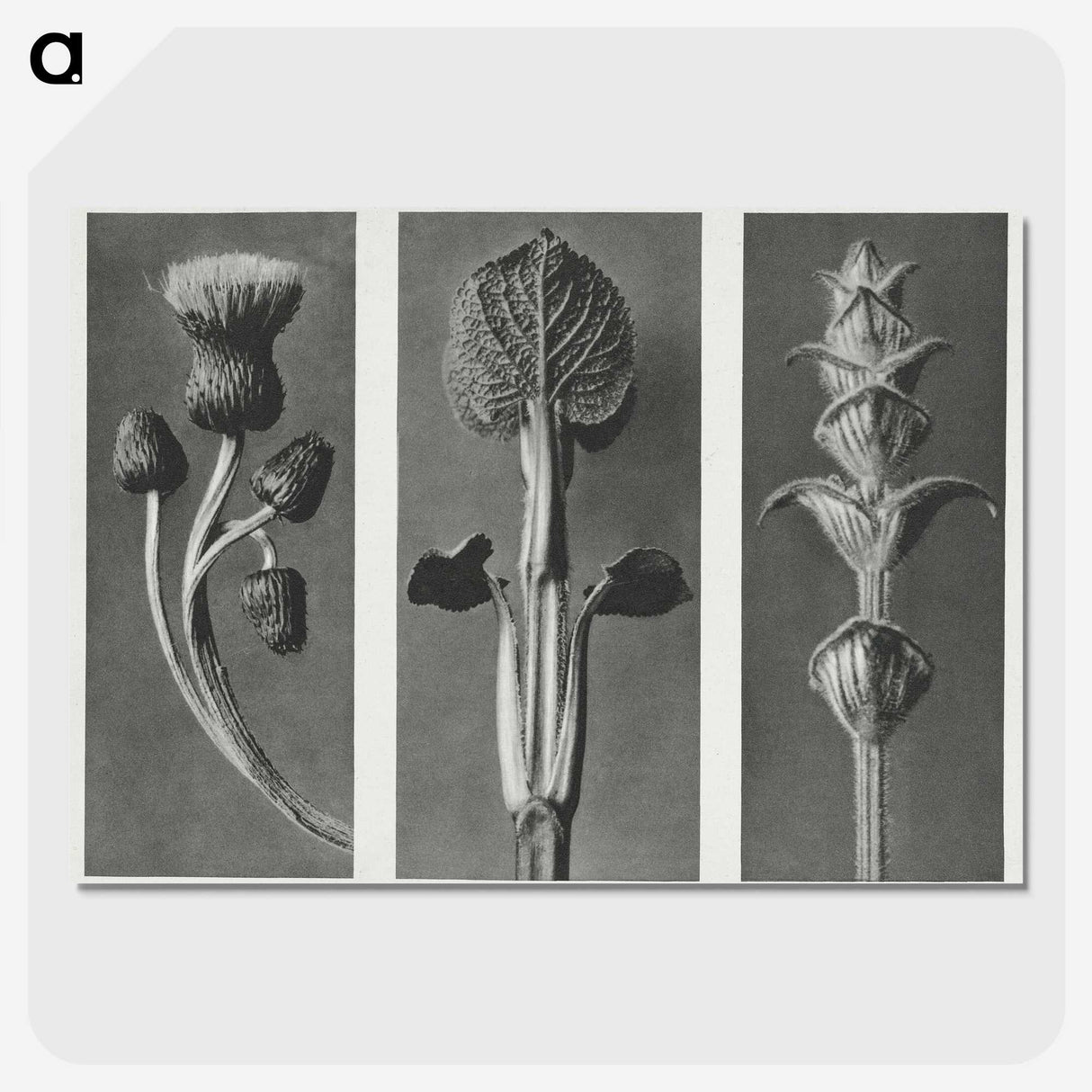 1-33_Karl-Blossfeldt_picture-crop