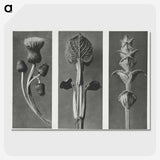 1-33_Karl-Blossfeldt_picture-crop
