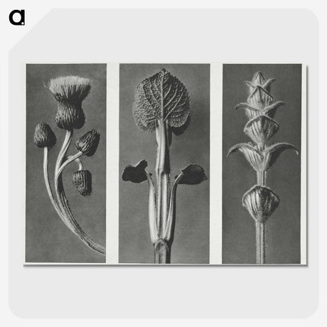 1-33_Karl-Blossfeldt_picture-crop