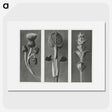 1-33_Karl-Blossfeldt_picture