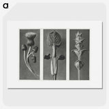 1-33_Karl-Blossfeldt_picture