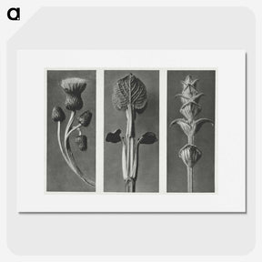 1-33_Karl-Blossfeldt_picture