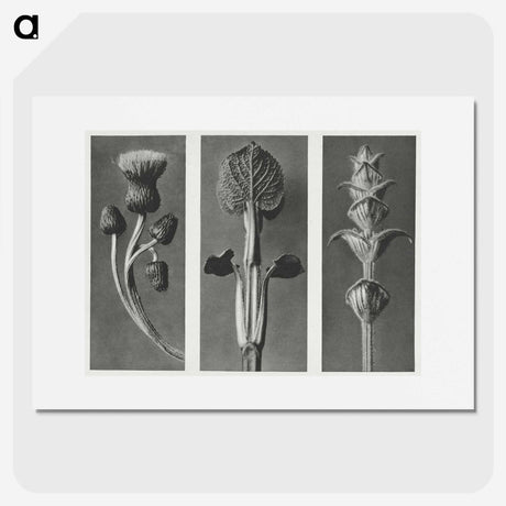 1-33_Karl-Blossfeldt_picture