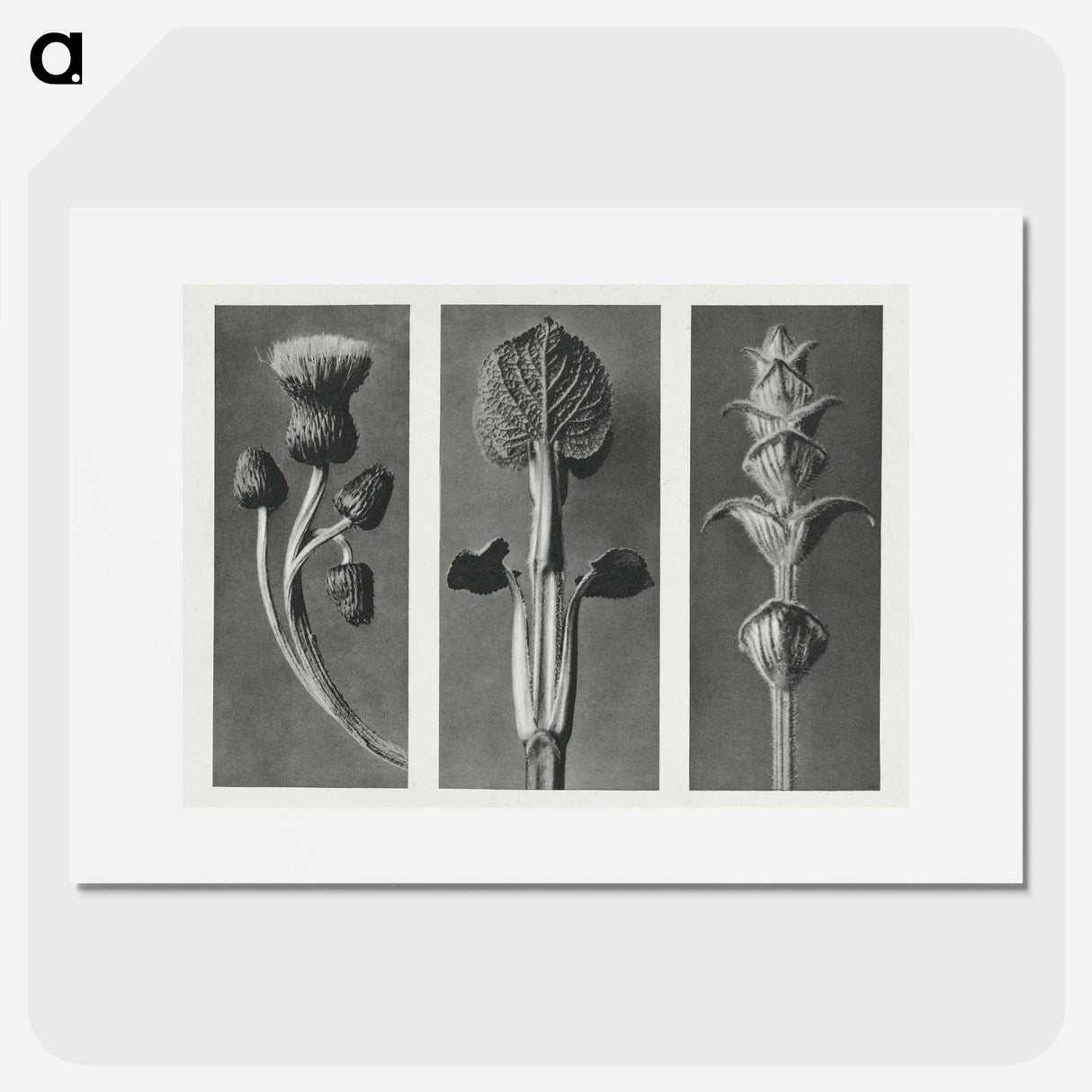 Cirsium canum (Queen Anne Thistle) enlarged 4 times, Phlomis umbrosa enlarged 4 times, and Salvia enlarged 6 times from Urformen der Kunst by . Original from The Rijksmuseum. Digitally enhanced - Karl Blossfeldt Poster.