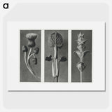 アートポスター-Cirsium canum (Queen Anne Thistle) enlarged 4 times, Phlomis umbrosa enlarged 4 times, and Salvia enlarged 6 times from Urformen der Kunst by . Original from The Rijksmuseum. Digitally enhanced - カール ブロスフェルト Poster.