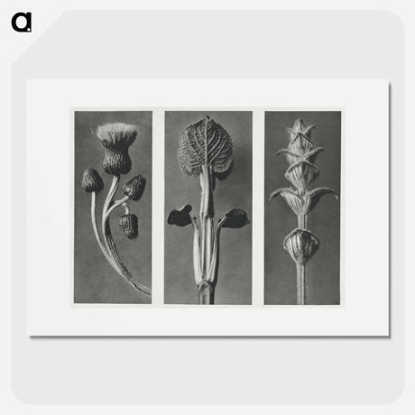 アートポスター-Cirsium canum (Queen Anne Thistle) enlarged 4 times, Phlomis umbrosa enlarged 4 times, and Salvia enlarged 6 times from Urformen der Kunst by . Original from The Rijksmuseum. Digitally enhanced - カール ブロスフェルト Poster.