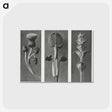 1-33_Karl-Blossfeldt_postcard