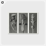 アートポストカード-Cirsium canum (Queen Anne Thistle) enlarged 4 times, Phlomis umbrosa enlarged 4 times, and Salvia enlarged 6 times from Urformen der Kunst by . Original from The Rijksmuseum. Digitally enhanced - カール ブロスフェルト Postcard.
