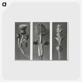 1-33_Karl-Blossfeldt_postcard