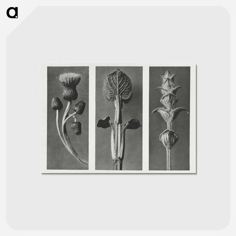 アートポストカード-Cirsium canum (Queen Anne Thistle) enlarged 4 times, Phlomis umbrosa enlarged 4 times, and Salvia enlarged 6 times from Urformen der Kunst by . Original from The Rijksmuseum. Digitally enhanced - カール ブロスフェルト Postcard.