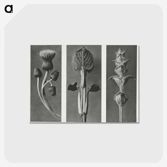 1-33_Karl-Blossfeldt_postcard