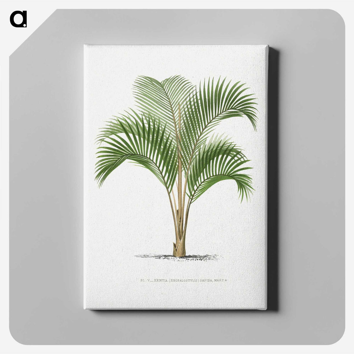 1-33_Les-Palmiers-Histoire-Iconographique_canvas