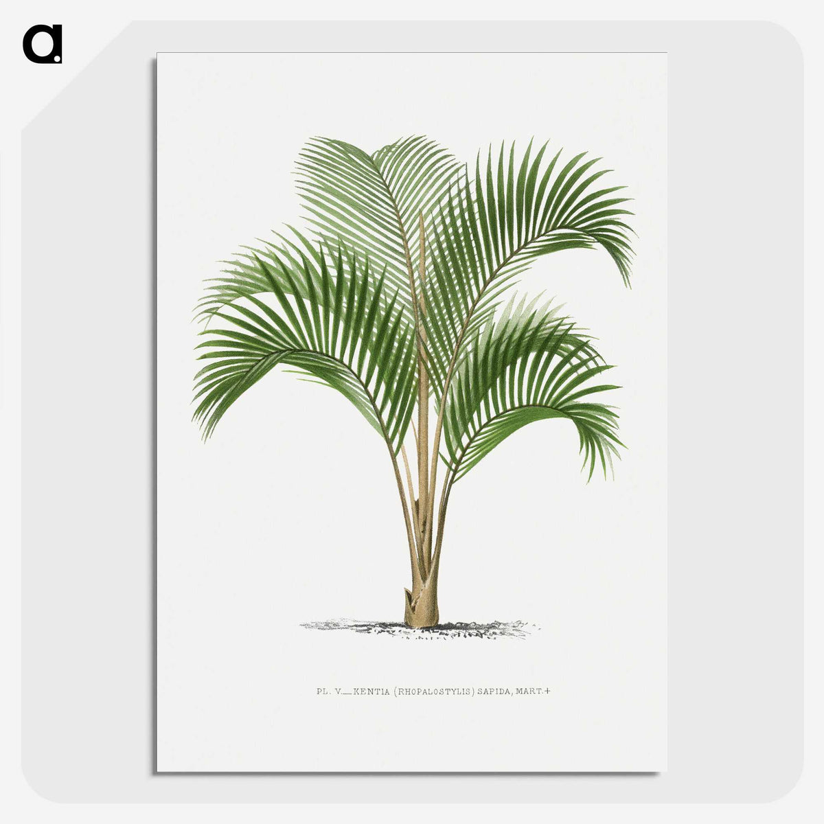 1-33_Les-Palmiers-Histoire-Iconographique_picture-crop