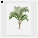 1-33_Les-Palmiers-Histoire-Iconographique_picture-crop