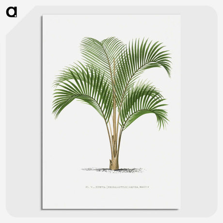 1-33_Les-Palmiers-Histoire-Iconographique_picture-crop