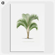 1-33_Les-Palmiers-Histoire-Iconographique_picture