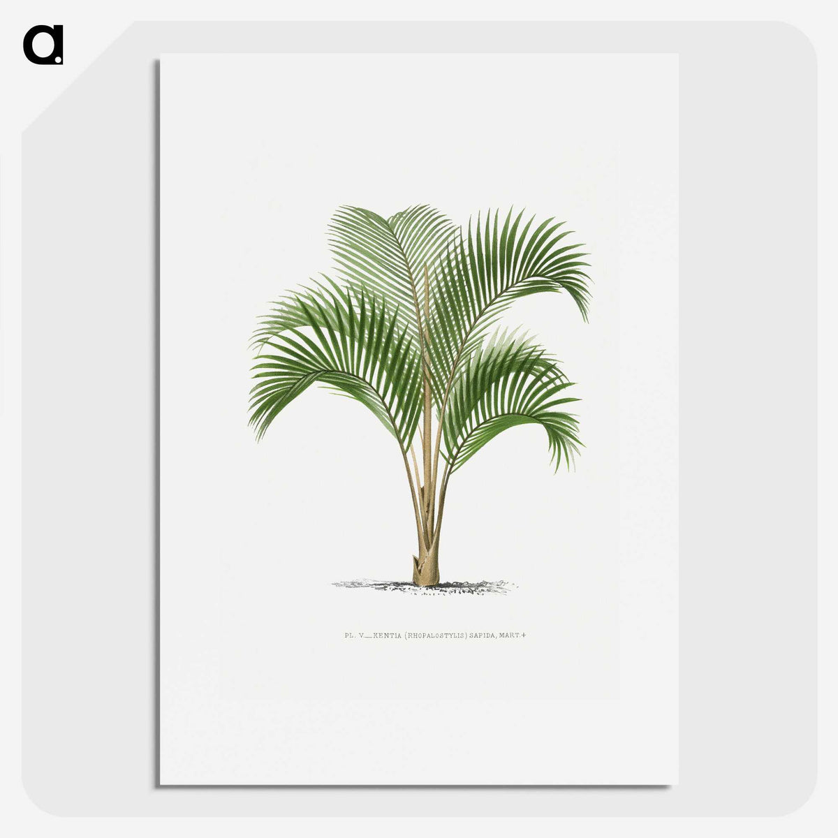1-33_Les-Palmiers-Histoire-Iconographique_picture