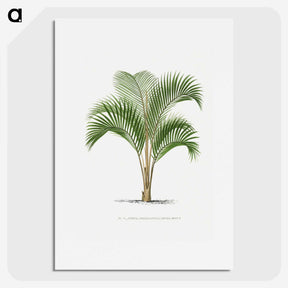 1-33_Les-Palmiers-Histoire-Iconographique_picture