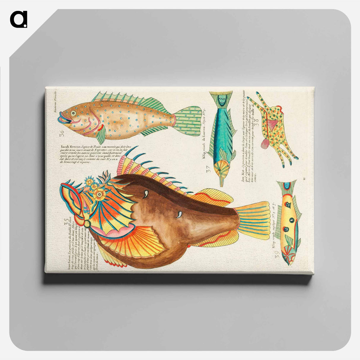 アートパネル-Moluccan Fishes
 - ルイ ルナール Canvas.