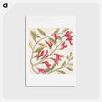 アートポストカード-Sorrel Tree, Acacia, and Candle-berry Myrtle
 - マーク ケイツビー Postcard.