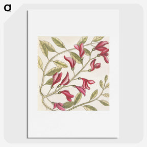 1-33_Mark-Catesby_picture