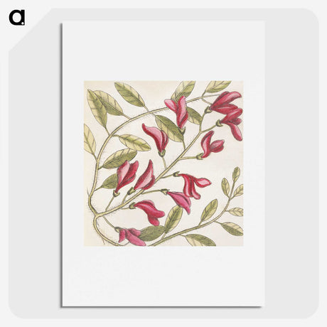 1-33_Mark-Catesby_picture