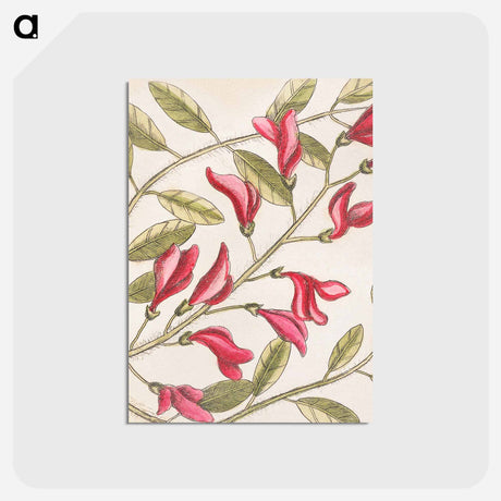 アートポストカード-Sorrel Tree, Acacia, and Candle-berry Myrtle
 - マーク ケイツビー Postcard.